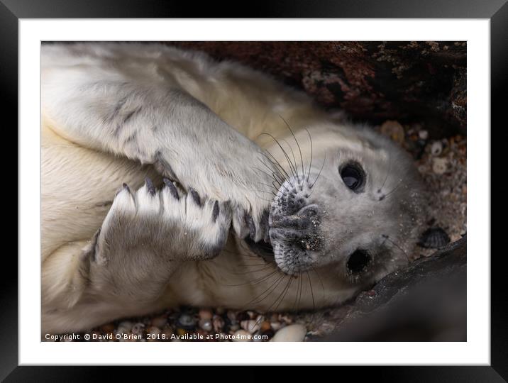 Seal Pup Framed Mounted Print by David O'Brien