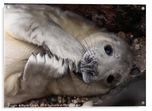 Seal Pup Acrylic by David O'Brien