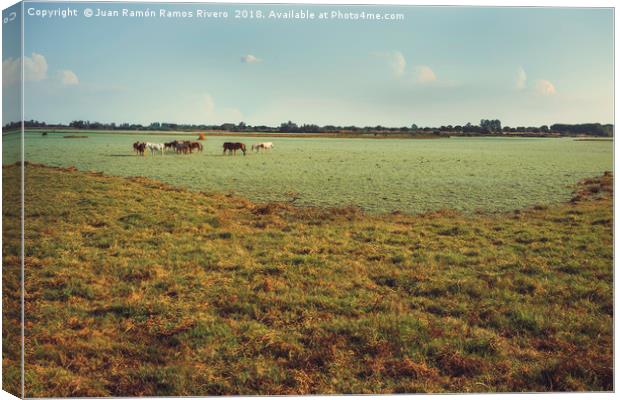 Wild horses and foals in the green marsh feeding Canvas Print by Juan Ramón Ramos Rivero