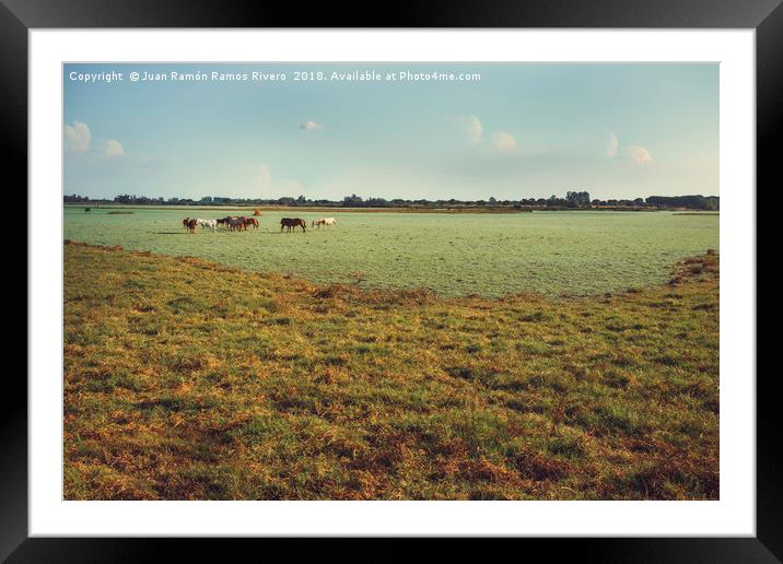 Wild horses and foals in the green marsh feeding Framed Mounted Print by Juan Ramón Ramos Rivero