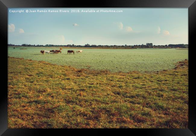 Wild horses and foals in the green marsh feeding Framed Print by Juan Ramón Ramos Rivero
