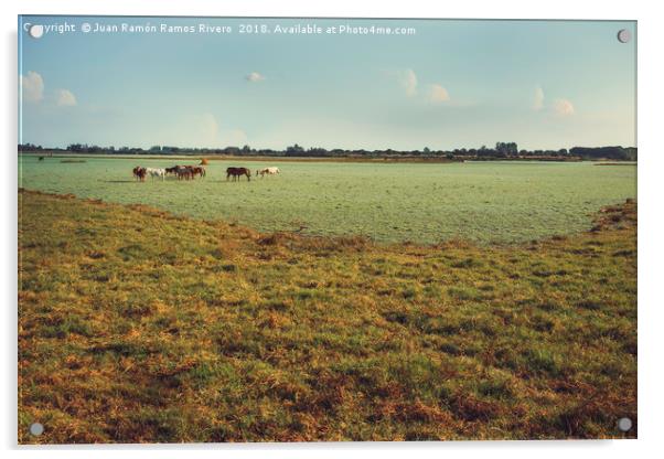 Wild horses and foals in the green marsh feeding Acrylic by Juan Ramón Ramos Rivero