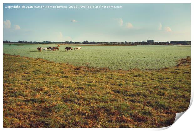 Wild horses and foals in the green marsh feeding Print by Juan Ramón Ramos Rivero