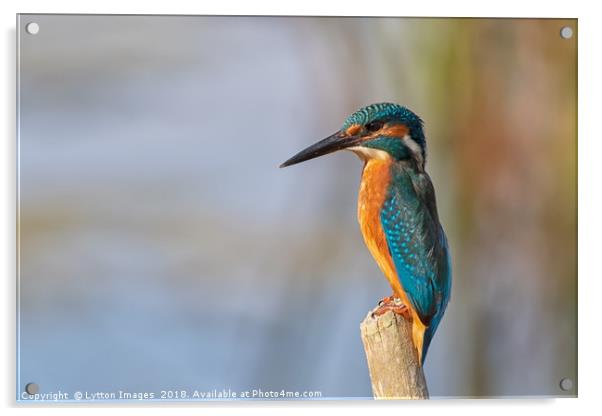 Kentish Kingfisher Acrylic by Wayne Lytton