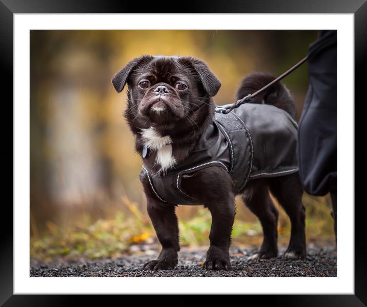 A adorable dog Framed Mounted Print by Hamperium Photography
