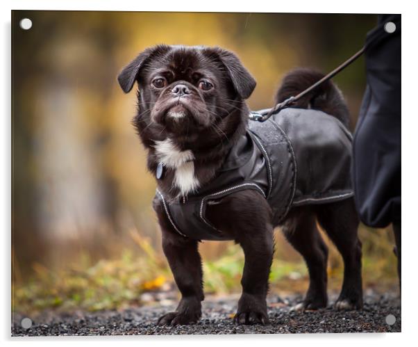 A adorable dog Acrylic by Hamperium Photography