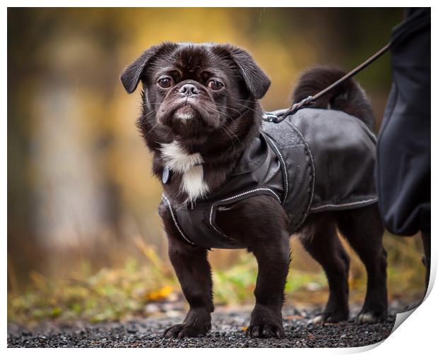 A adorable dog Print by Hamperium Photography