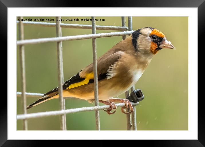 Goldfinch Framed Mounted Print by Colin Keown