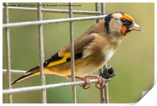 Goldfinch Print by Colin Keown