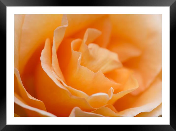 Soft Orange Rose  Framed Mounted Print by Kelly Bailey