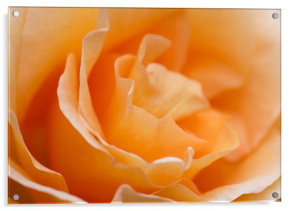 Soft Orange Rose  Acrylic by Kelly Bailey