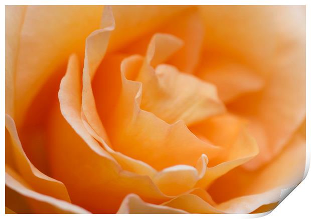 Soft Orange Rose  Print by Kelly Bailey
