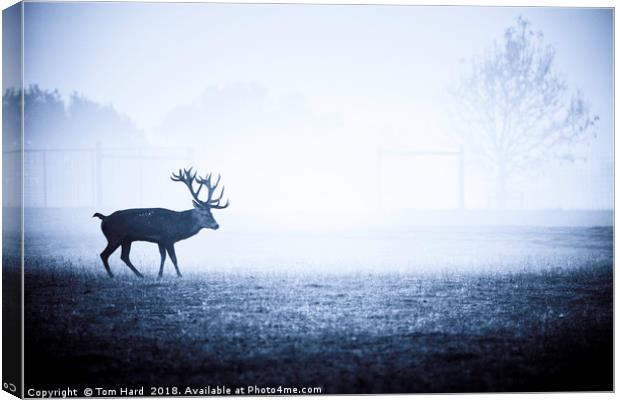 The Lonely Stag Canvas Print by Tom Hard