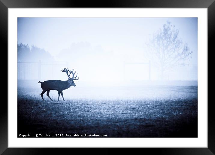 The Lonely Stag Framed Mounted Print by Tom Hard