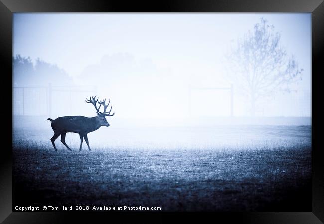 The Lonely Stag Framed Print by Tom Hard