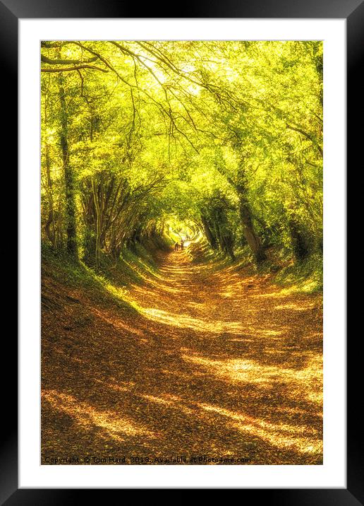 Autumn Tunnel Framed Mounted Print by Tom Hard
