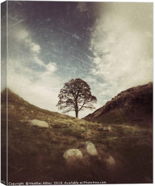 Sycamore Gap Canvas Print by Heather Athey