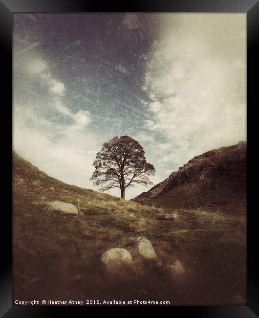 Sycamore Gap Framed Print by Heather Athey