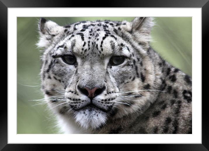 Snow Leopard Framed Mounted Print by kelly Draper