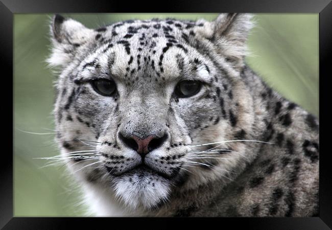 Snow Leopard Framed Print by kelly Draper