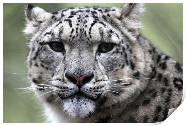 Snow Leopard Print by kelly Draper