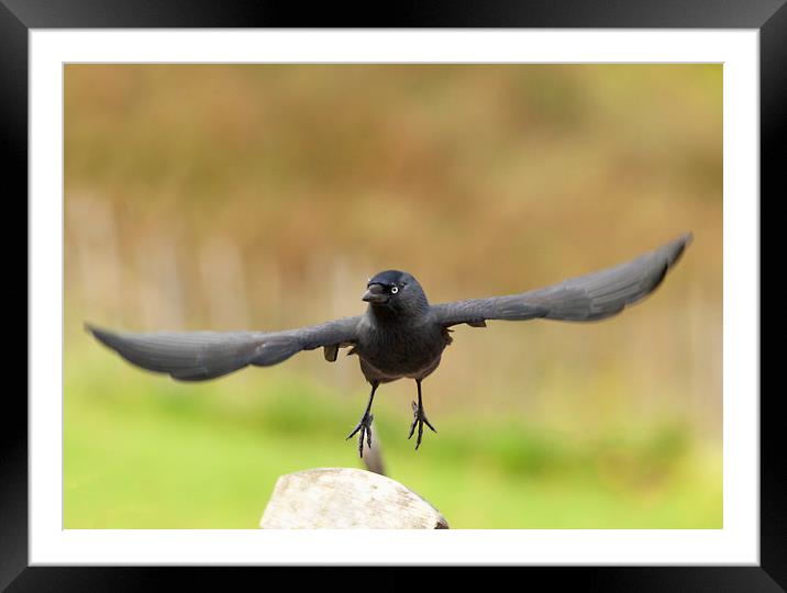 The Take Off Framed Mounted Print by Jonathan Thirkell