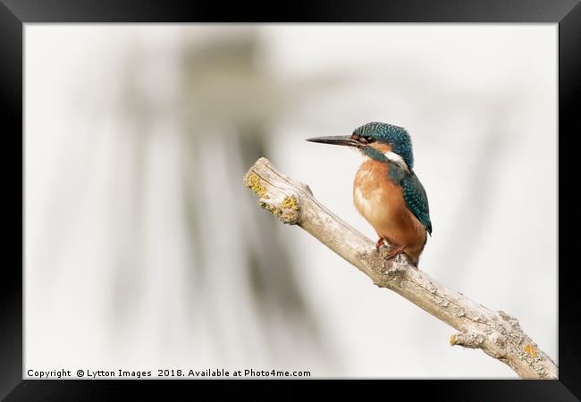 Kingfisher Framed Print by Wayne Lytton