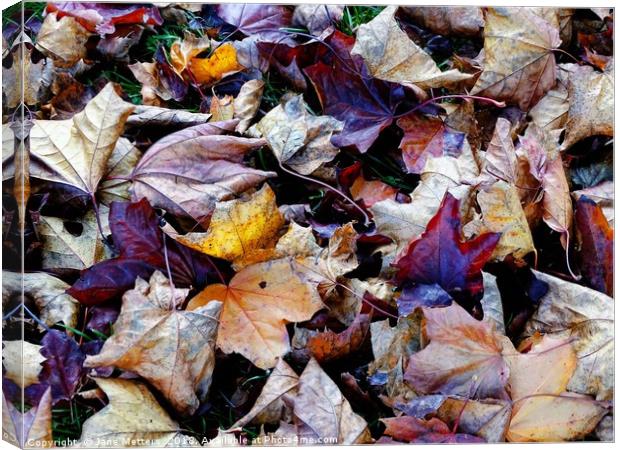          Autumn Colours                        Canvas Print by Jane Metters