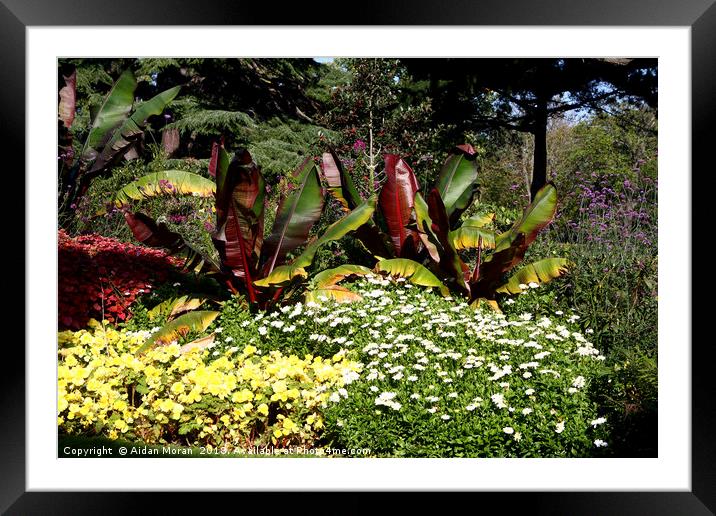 Flower Garden at Greenwich Park, London, England   Framed Mounted Print by Aidan Moran
