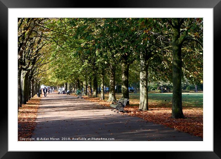Avenue of Trees at Greenwich Park  Framed Mounted Print by Aidan Moran