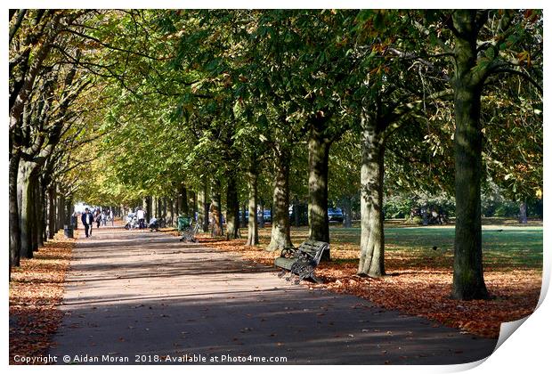 Avenue of Trees at Greenwich Park  Print by Aidan Moran