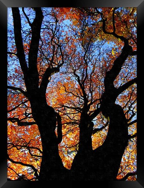 trees Framed Print by dale rys (LP)