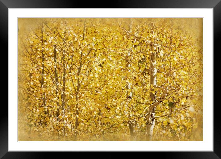 Aspens Framed Mounted Print by Mary Lane