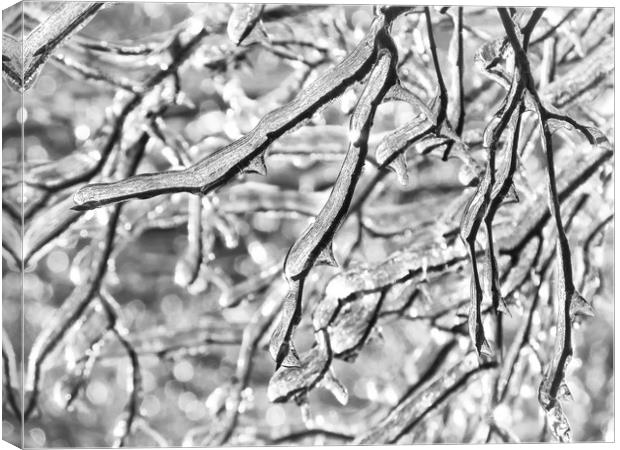 More Frozen Branches Canvas Print by Mary Lane