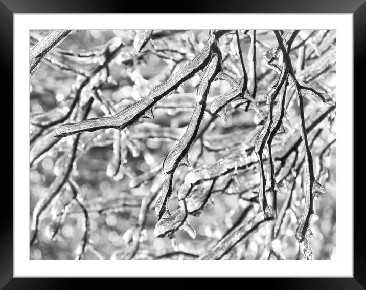 More Frozen Branches Framed Mounted Print by Mary Lane