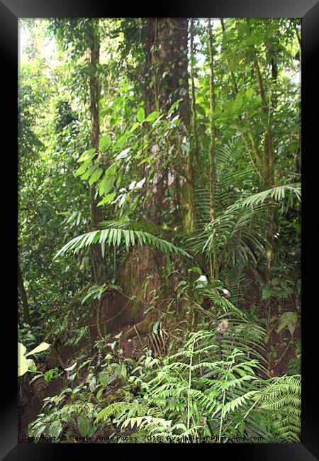 Cloud Forest  Framed Print by Carole-Anne Fooks