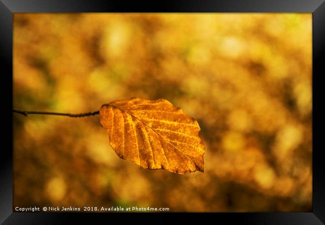 Lonely Golden Brown Autumn Beech Leaf  Framed Print by Nick Jenkins