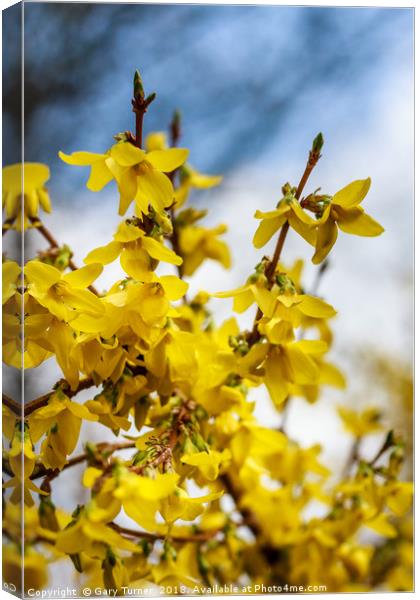Spring Flowers Canvas Print by Gary Turner