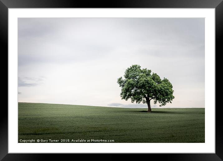 A favourite tree Framed Mounted Print by Gary Turner