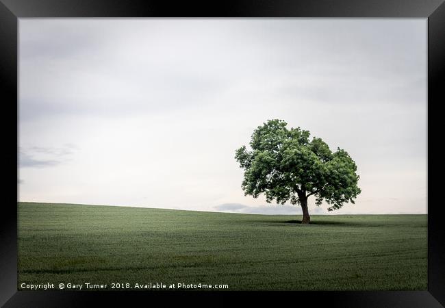 A favourite tree Framed Print by Gary Turner