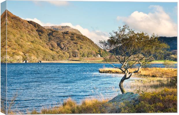 Llyn Dinas tree Canvas Print by Rory Trappe