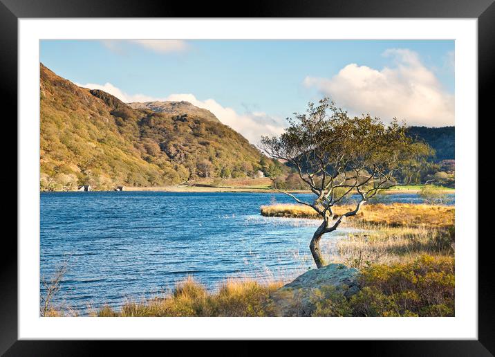 Llyn Dinas tree Framed Mounted Print by Rory Trappe