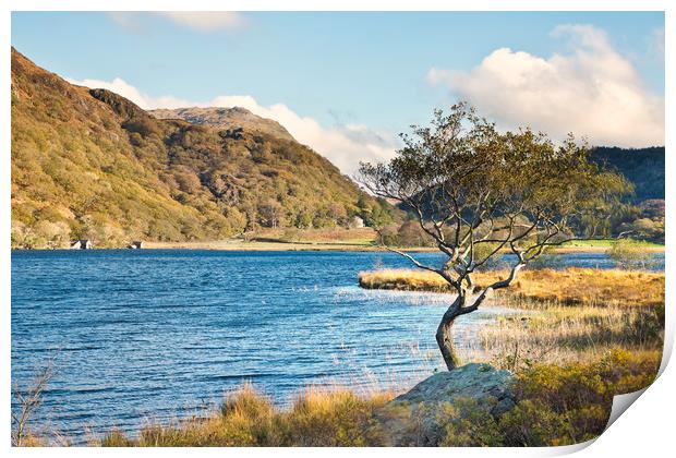 Llyn Dinas tree Print by Rory Trappe