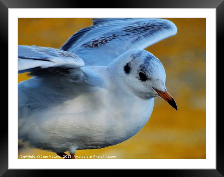                 Ready for Take-Off                Framed Mounted Print by Jane Metters