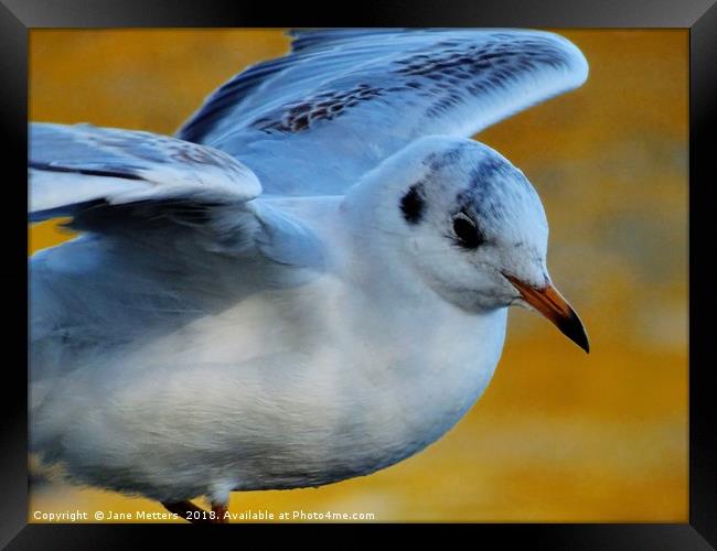                 Ready for Take-Off                Framed Print by Jane Metters