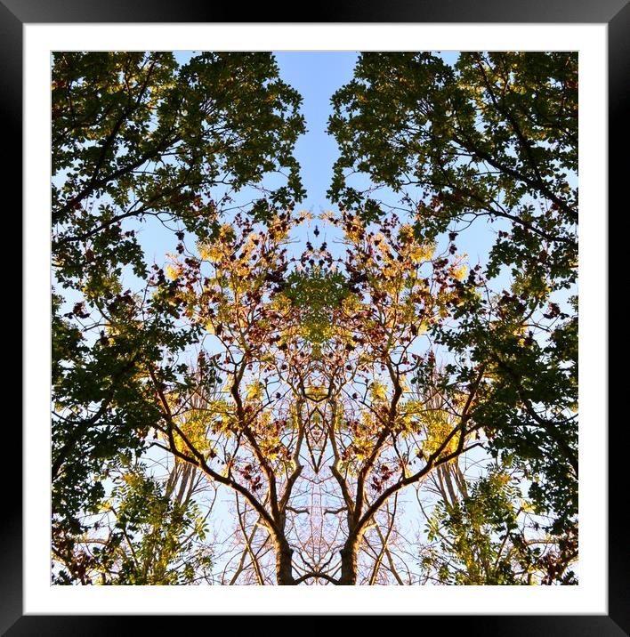 Alexandra Park Trees in the Golden Light Framed Mounted Print by Lee Sulsh