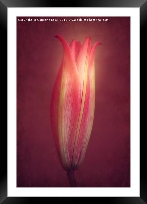 Lily With Mulled Wine Tones Framed Mounted Print by Christine Lake