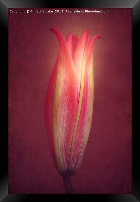Lily With Mulled Wine Tones Framed Print by Christine Lake