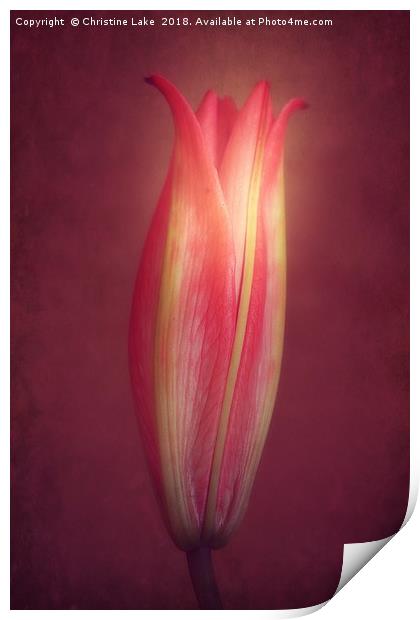 Lily With Mulled Wine Tones Print by Christine Lake