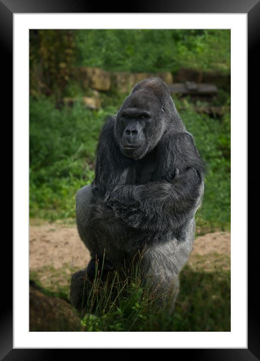 Jock The Gorilla Framed Mounted Print by rawshutterbug 